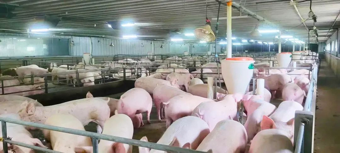 正大生猪栏舍。受访者供图