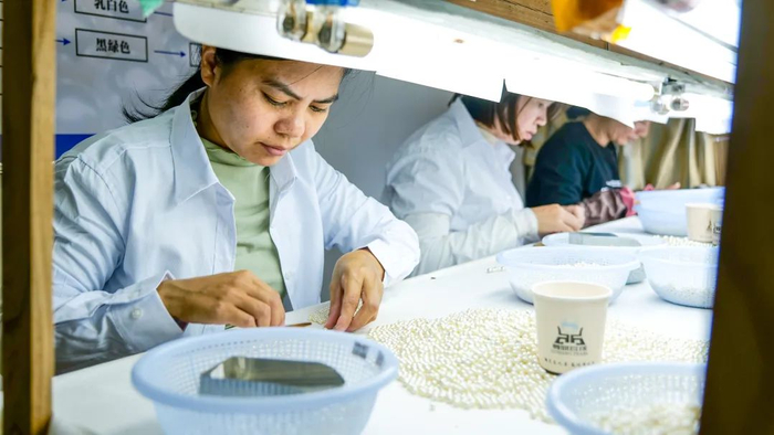 工人正在筛选分类珍珠。陈文 摄