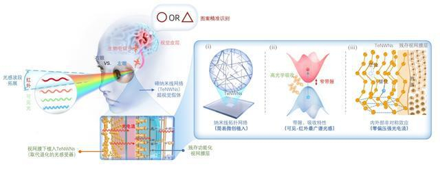 TeNWNs修复和增强盲人视觉示意图及作用机制