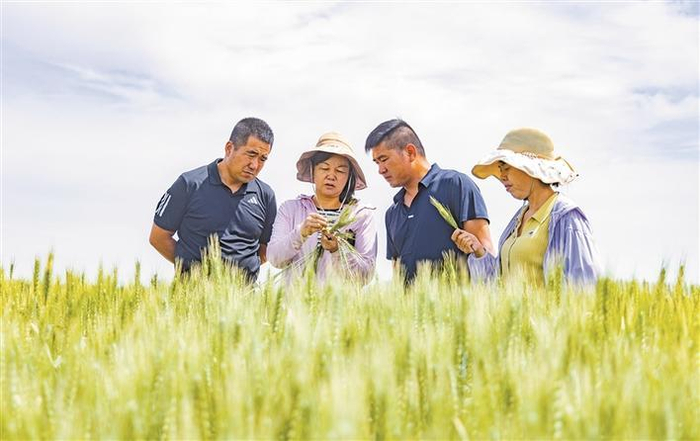     5月30日，在二师二十二团十连麦田内，团场农业专业技术人员（左二）为职工讲解小麦管理技术。兵团日报常驻记者  李嘉成  摄