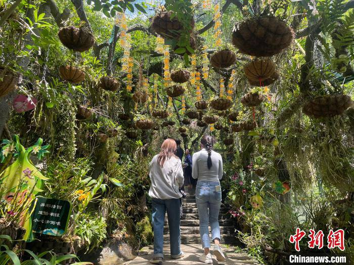 图为游客沿着六郎城村的石斛观光长廊小路拾级而上。中新网记者 缪超 摄