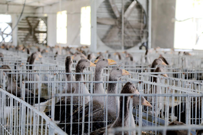 棚内的朗德鹅齐刷刷地望向走进来的养殖户。临朐县委宣传部供图