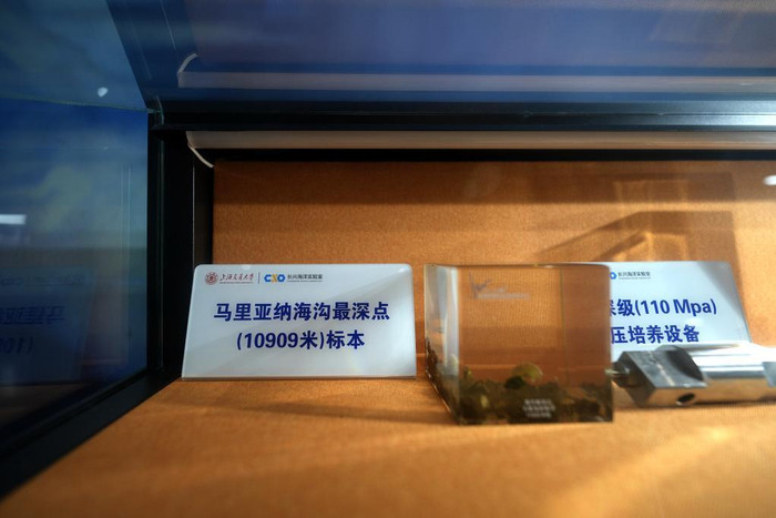 6月7日，在展览上拍摄的马里亚纳海沟最深点（10909米）标本。新华社记者 张建松 摄