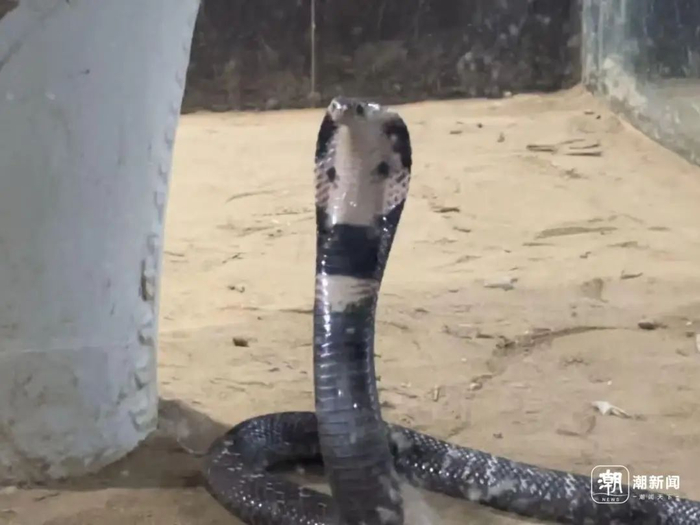 眼镜蛇。潮新闻记者 吴煌 摄