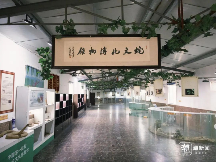 德清蛇文化博物馆内，养着眼镜蛇、蟒蛇、王锦蛇等活体蛇。潮新闻记者 吴馥梅 摄