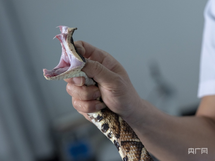 毒蛇尖锐的牙齿  （央广网发  祁门蛇伤研究所供图）