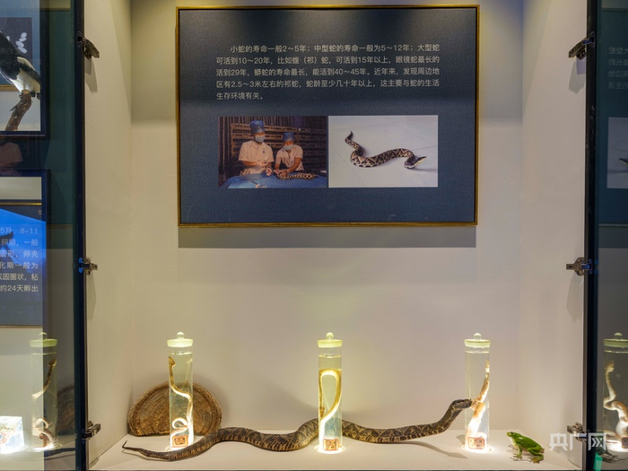 祁门蛇伤研究所陈列的蛇类标本（央广网发  祁门蛇伤研究所供图）