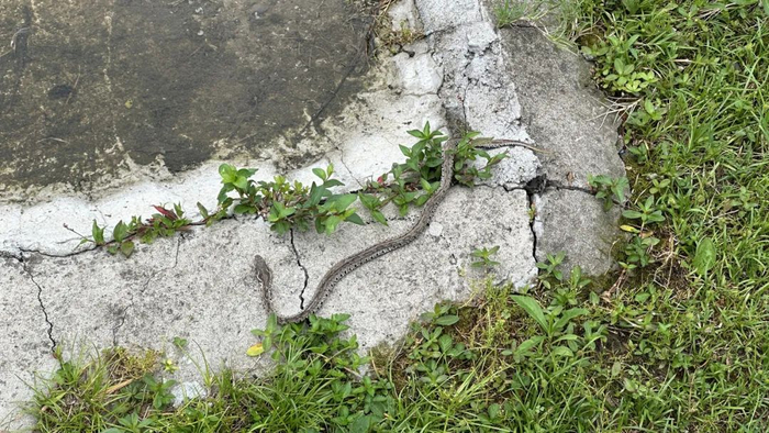 蝮蛇。潮新闻记者 吴煌 摄