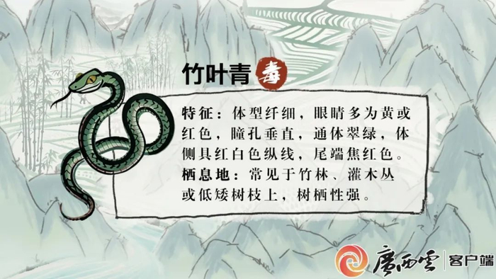 广西部分常见毒蛇。广西云-广西日报记者 古秀芳 绘图