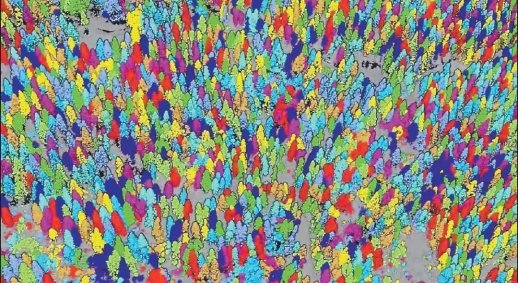 激光雷达点云单木分割结果