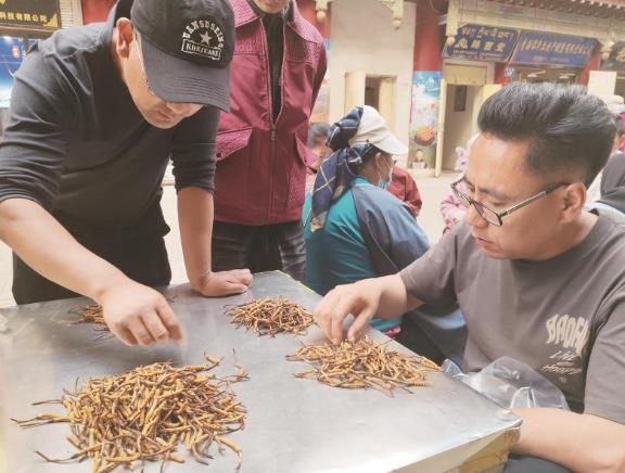 收购方检查冬虫夏草品质。