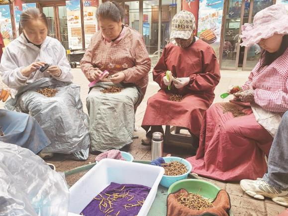 工人手持小刷子，认真清理虫草表面的泥土。