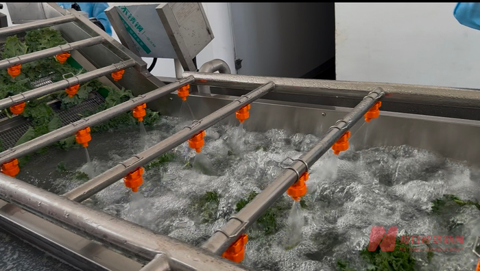 气泡清洗机清洗羽衣甘蓝 图片来源：每经记者 王紫薇 摄