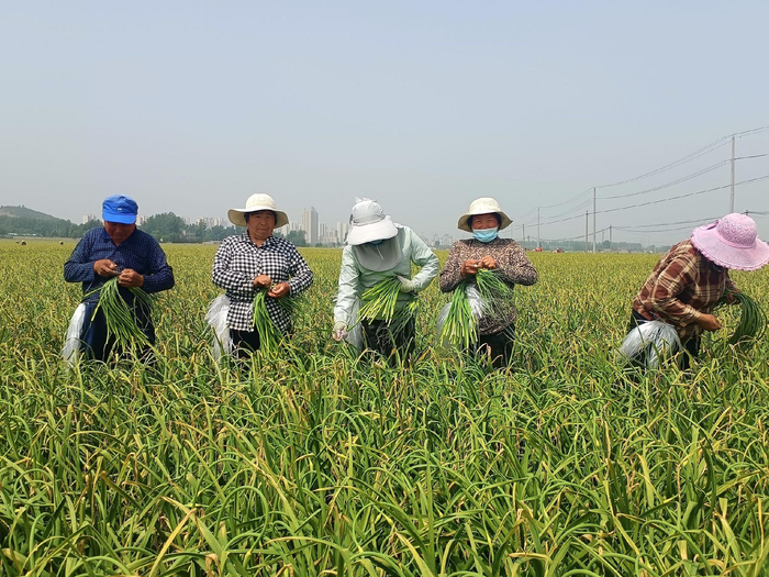 在兰陵县大蒜种植基地里，外来打工者正在帮菜民采蒜薹。崔广勋/摄
