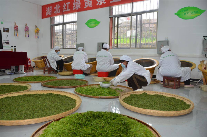 来自安徽六安的老师傅，手把手向大悟新城镇朱湾村茶农传授传统黄茶制作技艺。（湖北日报通讯员 王仕栋 摄）