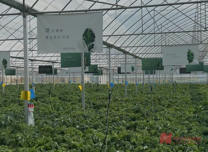 喜茶位于云南石屏的羽衣甘蓝种植基地 图片来源：每经记者 王紫薇 摄