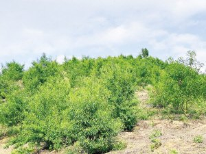 木姜子果实中富含天然抑菌成分，是天然高效的食品保鲜原料。供图
