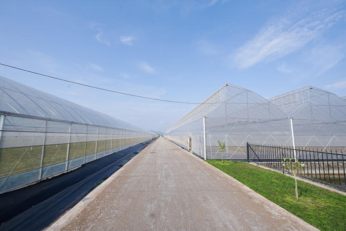 喜茶合作羽衣甘蓝种植基地现代化种植大棚。 企业供图