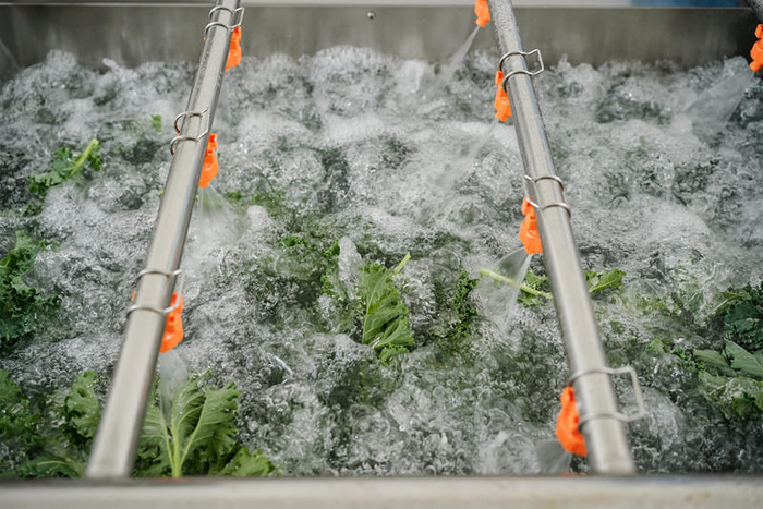 羽衣甘蓝在气泡清洗机中清洗。 企业供图