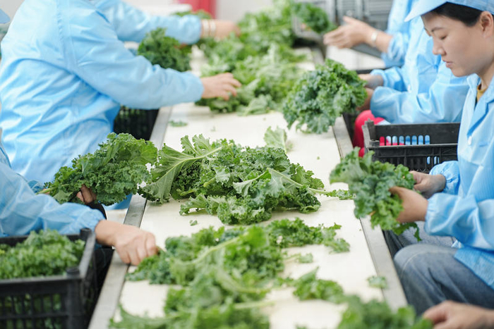 羽衣甘蓝分拣。 企业供图