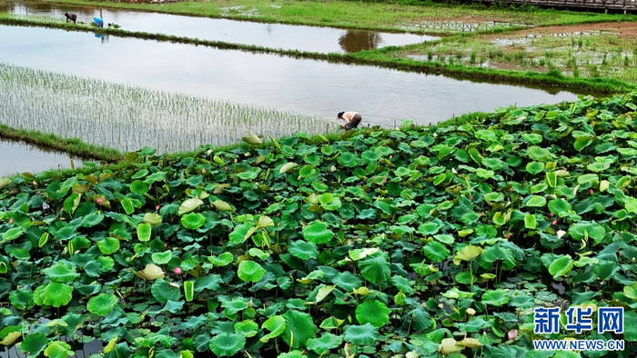 6月4日，在云南省腾冲市西源街道马常村，农民正在栽种水稻苗（无人机照片）。新华网发（赵辉 摄）