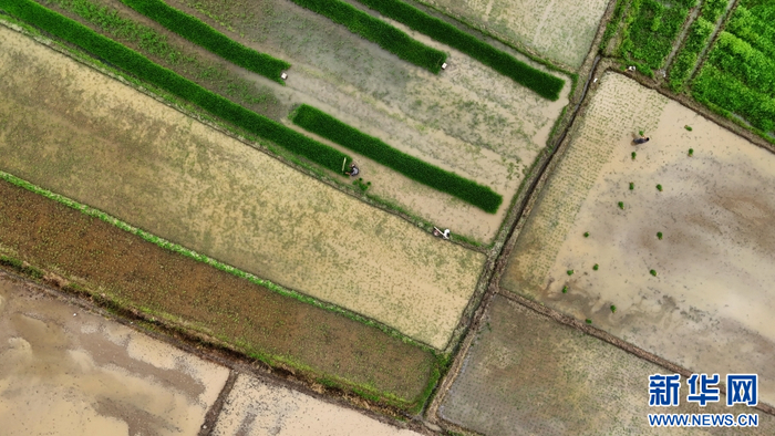 6月4日，在云南省腾冲市西源街道马常村，农民正在栽种水稻苗（无人机照片）。新华网发（赵辉 摄）