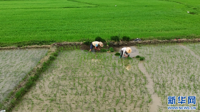 6月4日，在云南省腾冲市西源街道马常村，农民正在栽种水稻苗（无人机照片）。新华网发（赵辉 摄）