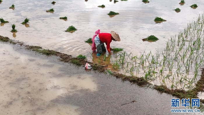 6月4日，在云南省腾冲市西源街道马常村，农民正在栽种水稻苗（无人机照片）。新华网发（赵辉 摄）