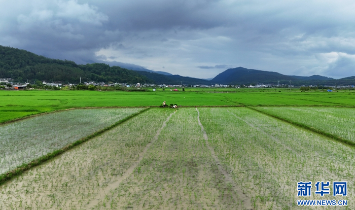 6月4日，在云南省腾冲市西源街道马常村，农民正在栽种水稻苗（无人机照片）。新华网发（赵辉 摄）