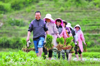     ▲云南省曲靖市陆良县芳华镇雨补村，种植户满载而归。
