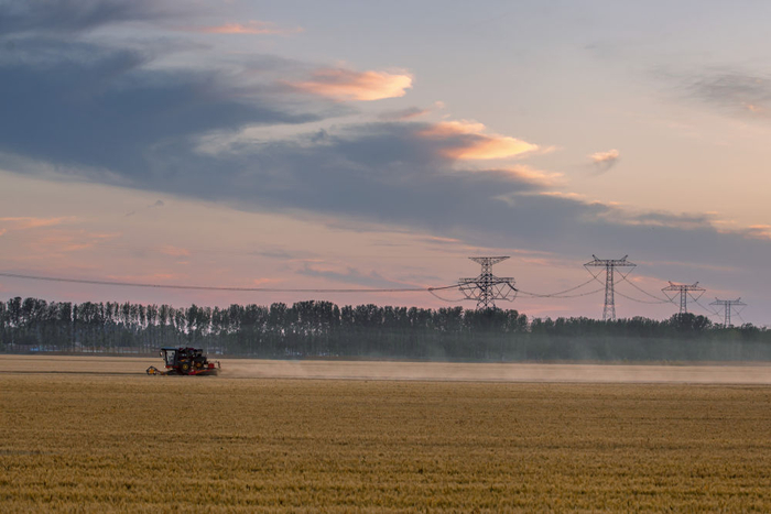6月4日，农民驾驶农机在山东省淄博市高青县黑里寨镇抢收小麦。新华社发（张维堂摄）