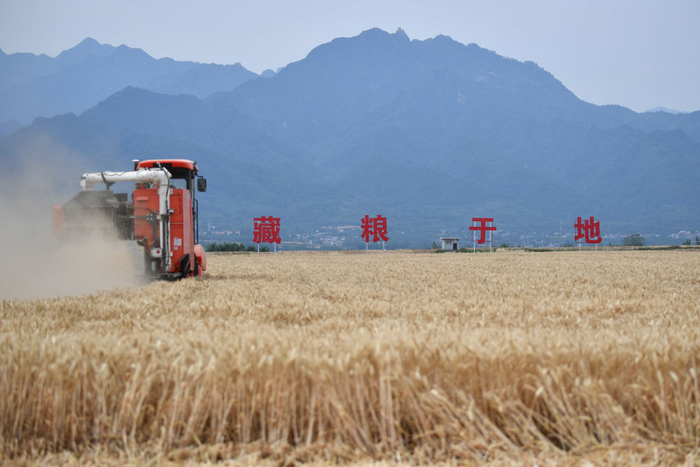 6月6日，无人收割机在神禾塬万亩优质粮食生产基地作业。新华社记者 邵瑞 摄