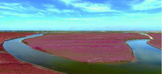 ▲整治修复后的“红地毯”景观