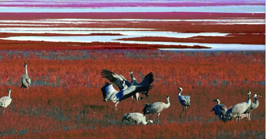 ▲大、小凌河口湿地飞鸟云集