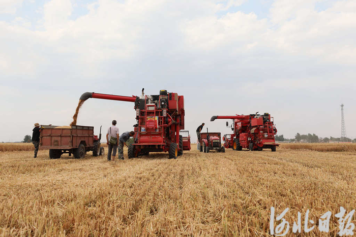 6月9日，在邢台市任泽区大屯乡新周村麦田里，农民在收获小麦。