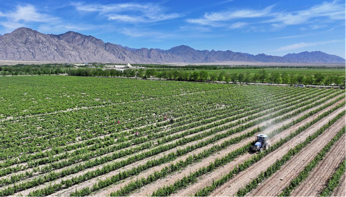 图为工作人员在位于贺兰山东麓的酿酒葡萄种植基地劳作   新华社记者 王鹏 摄