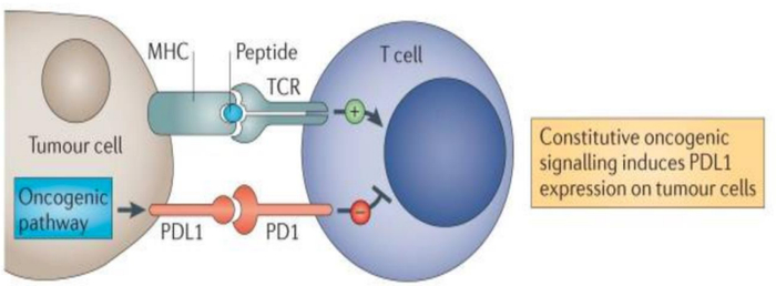 资料来源：Nat Rev Cancer