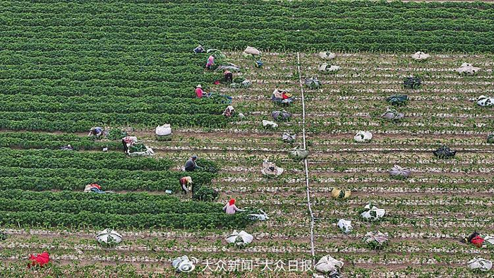 2025年6月1日，山东潍坊，高密市大牟家镇，农民在采收羽衣甘蓝。（来源：视觉中国）