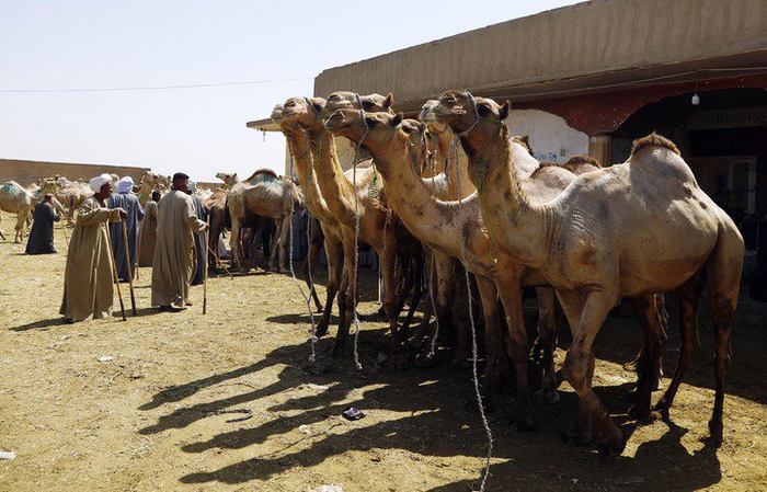 图为，2025年5月23日，埃及开罗西北部的比尔加什骆驼市场，骆驼正在出售。