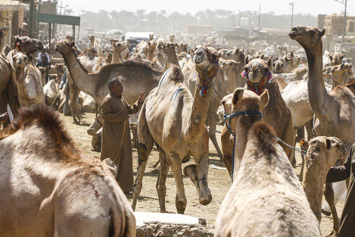 图为，2025年5月23日，埃及开罗西北部的比尔加什骆驼市场，骆驼正在出售。