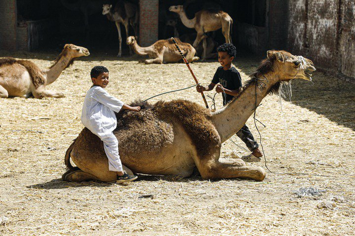 图为，2025年5月23日，在埃及开罗西北部的比尔加什骆驼市场，男孩们和一头待售的骆驼玩耍。