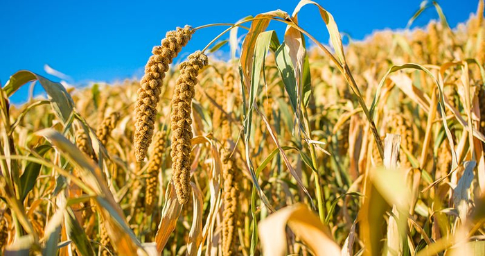 米脂县种植的小米，植株高、颗粒饱满。受访者供图