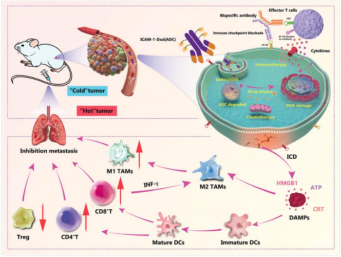 资料来源：Advanced Science