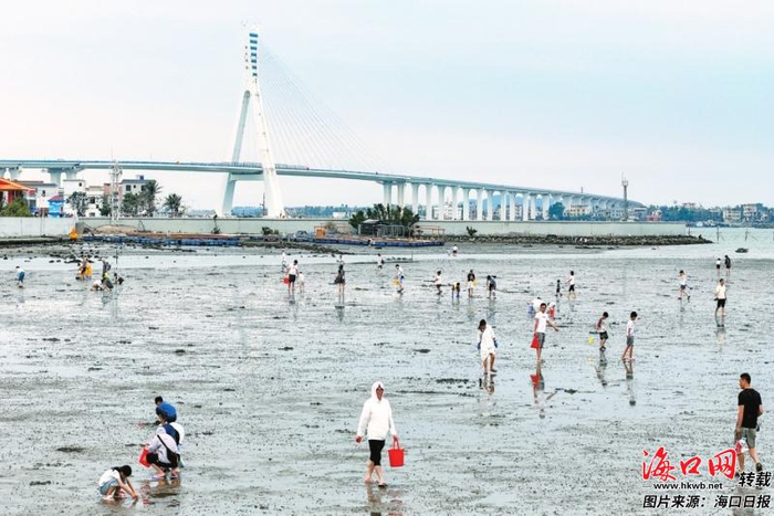 在美兰区北港岛，退潮后的海滩迎来赶海热潮。记者 苏弼坤 摄