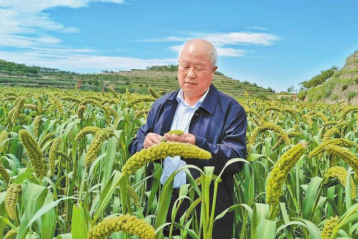 米脂县高西沟村党支部书记姜良彪察看谷子长势。受访者供图