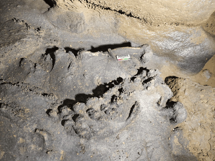 大熊猫头后骨骼