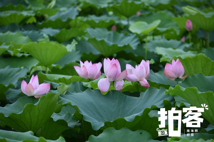 资料图：文昌市铺前镇蛟塘村满塘荷花开，夏意扑鼻来。南海网拍客专栏摄影师 张光煌 摄