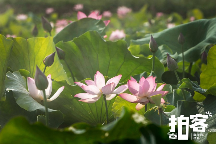 资料图：6月，五指山市南圣镇南圣村是赏荷花的好去处。南海网拍客专栏摄影师 孟志军 摄