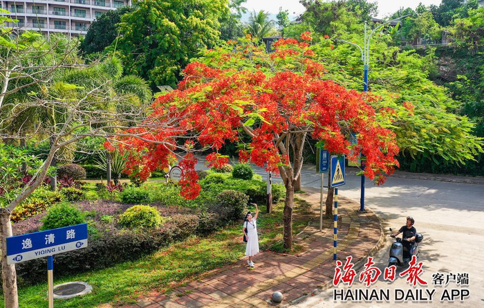 五指山市区的凤凰花如烈火般绽放。海南日报通讯员 张江英 摄