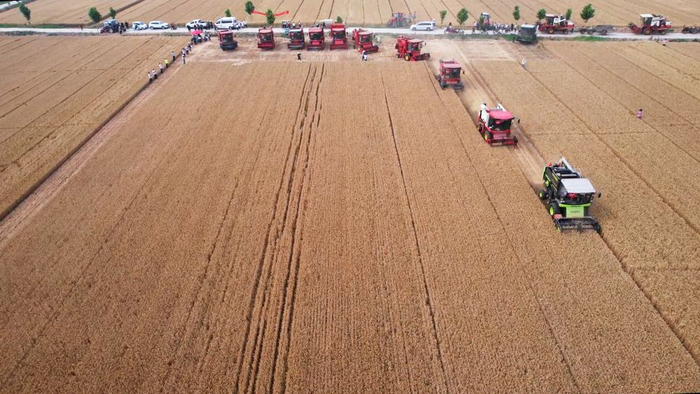 在河南省新乡市卫辉市上乐村镇，十台大型收割机在金黄的麦田中来回穿梭。新华社记者 姜亮 摄